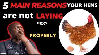 Why your  HENS/CHICKEN/ LAYERS are not laying?