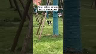 А вы готовы завести такую собаку?  Она сможет жить только  в Умном доме! Проходим канал и смотрим!