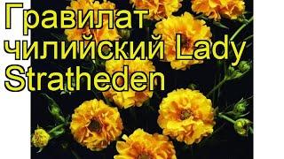 Гравилат чилийский Леди Стразеден. Краткий обзор, описание geum chiloense Lady Stratheden