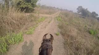 Mahalungi forest trail