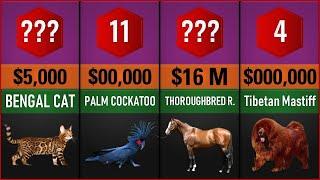 The 20 Most Expensive Pets in the World | List Of World Data