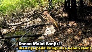 INI KALO LAGI BANJIR IKAN GABUS NYA NYASAR KE SAWITAN || Casting Gabus Kalimantan