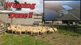 Sheep Weaning done 2024 Season - Lots of Drone footage