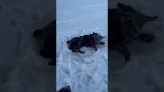 Собака ротвеляка #денисыч #ротвейлер #мирана #дратхаар