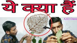 Lef || Pati Ki Sanrachna || Pati Ki Sanrachna Lesson Plants || Chlorophyll || @AJ22Classes