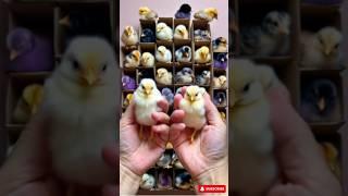 Cute Colorful chicks #birds #adorable
