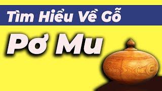 Gỗ Pơ Mu ? Tìm hiểu về Nguồn gốc, Xuất xứ và Ứng dụng trong ngành nội thất ?
