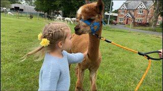 Visit to Cheshire Alpacas, fun for kids