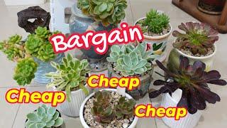 Unboxing The CHEAPEST SUCCULENTS I BOUGHT From RED HILL GARDENS