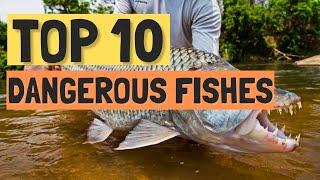 Top 10 Most Dangerous Fishes in the World