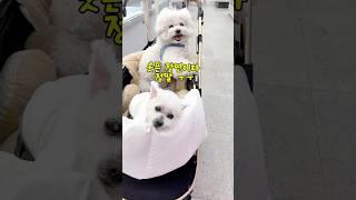 마트에 이런 손님 봤어요? 시선강탈 디테와 장군이/16살노견의 일기