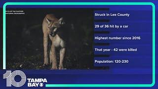 36 endangered Florida panthers were killed in 2024 — the highest number since 2016