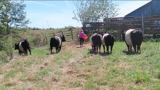 How To Load Cattle The Wrong Way!