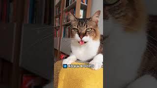 고양이가 당신을 믿기 시작했다는 5가지 신호! #고양이 #cat #반려묘 #반려동물정보 #고양이영상 #catshorts #catbehavior #동물 #반려동물 #shorts