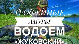 Трофейные Амуры водоём «Жуковский». Рыбалка в Краснодарском Крае. Карпфишинг 2021