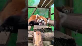 Cuteness Overload: Everyday Moments of Adorable Red Pandas in Compilation