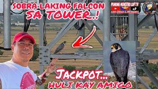 EP935 - SOBRA LAKING FALCON ANG NATAGPUAN KO SA TOWER!