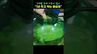 매실청 발효가 잘 되는 대박 꿀팁!