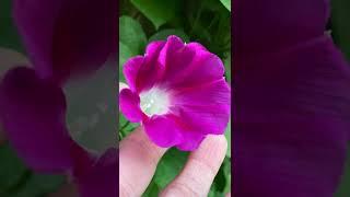  Grow a Vine Wall |  Invisible Trellis | #shorts #garden #gardentips #vines #diyprojects #flowers