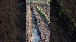 Сажаем томаты в открытый грунт