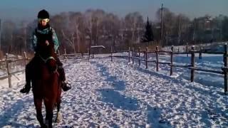 Рысь на лошади Сева.Манеж.собаки.зима.деревья.отряд самоубийц.забор.рысь шаг