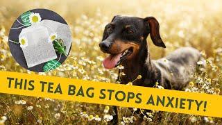 Herbal remedies for anxiety in dogs // chamomile for dogs with anxiety