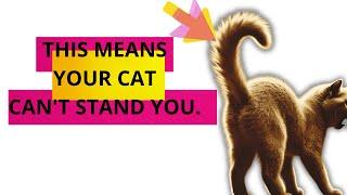 The Language of Cat Tails #cat #catlover #catvideo #catvideos #catlovers #cattails #happycat