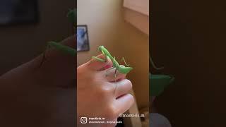Look at this praying mantis
