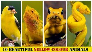 Top 10 Most Beautiful Yellow Color Animals In The World