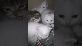 маленький а уже шипит.характер показывает