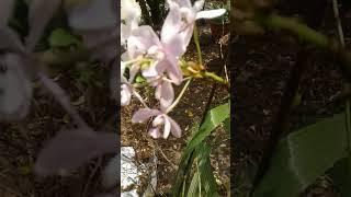 Orchid videos Subscribe channel please