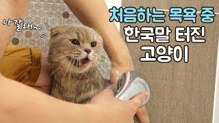 태어나서 처음하는 목욕 중 한국말 터진 고양이 이즈