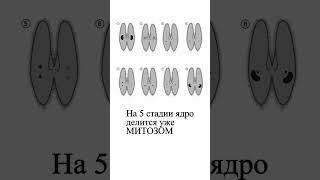 Размножение инфузорий. Часть 2 shorts шортс