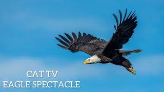 CAT TV | Epic Eagle Extravaganza for Your Purr-fect Pal! 