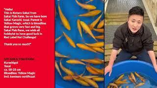 Red Label Koi Challenge 2022/2023 @KOICAVETV