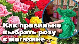 САЖЕНЦЫ РОЗ. КАК ВЫБРАТЬ И СОХРАНИТЬ ДО ВЕСНЫ