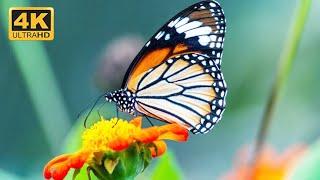 Top 50 Most Beautiful & Colorful Butterfly In The World | 4k ULTRA HD