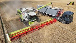 Getreideernte 2024 - Mähdrescher CLAAS LEXION 8600 , Scania & Mercedes LKW Combine Harvester Harvest