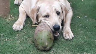 Labrador playtime