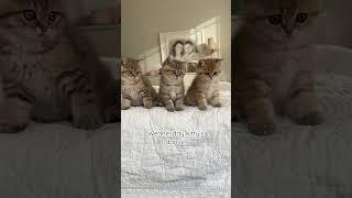 Wednesday kitten’s dance! Wait for it!