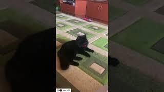 Мой котейка. Чёрный, как трубочист.
