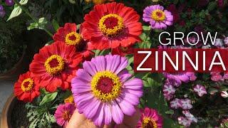 Zinnia Flower / Zinnia Plant Care / Growing Zinnias From Seed