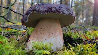  Царь - БОРОВИК! БЕЛЫЕ ГРИБЫ октября! MUSHROOMS 2024!