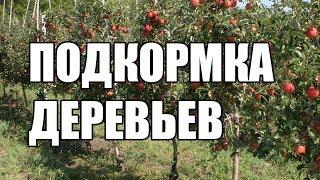 Чем и когда подкармливать деревья?