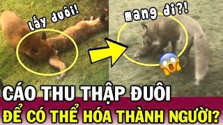 Thấy cáo CẮP đuôi đồng loại đã c.hết, thanh niên nghi chúng thu thập để HÓA NGƯỜI | Tin Việt Độc Lạ