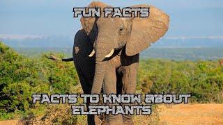 FACTS to KNOW about ELEPHANTS: Nature Unleashed!!! #shorts #facts