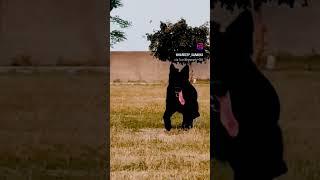 Top Champion Black German Shepherd Double Coat Stud Service Available