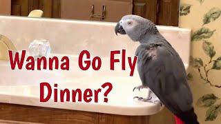 Wanna Go Fly Dinner with Einstein Parrot? ️