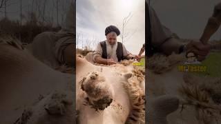 The astonishing recipe of Kichiri Goshte Land in Herat#gosht #localfood #food #shortsvideo