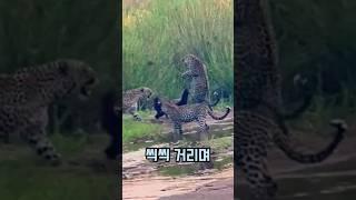 표범 세마리를 놀라게하는 벌꿀오소리의 미친 전투력!